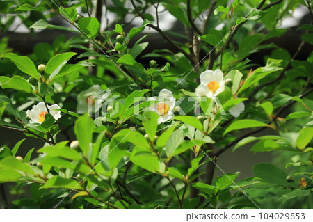Sara's Flower 104029853