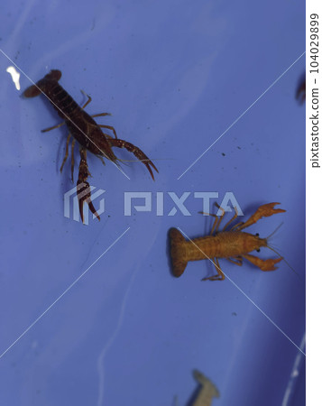 Cherry fire red dwarf shrimps stay on blue tank Cherry fire red dwarf shrimps stay on blue tank 104029899