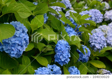 Hydrangea 104030020