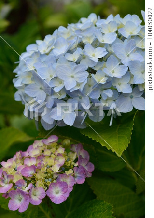 Hydrangea Hydrangea 104030022