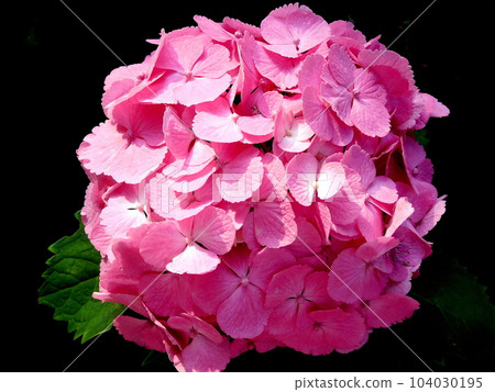 Hydrangea Hydrangea Gorgeously beautiful flowers and sepals 104030195