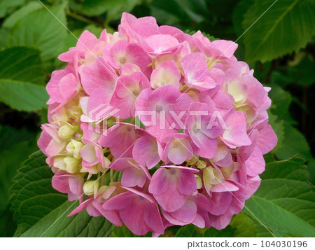 Hydrangea Hydrangea Gorgeously beautiful flowers and sepals Hydrangea Hydrangea Gorgeously beautiful flowers and sepals 104030196