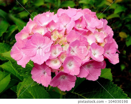 繡球花 繡球花 華麗美麗的花朵和萼片 104030198