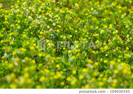 春天覆蓋田野的黃色三葉草 104030345