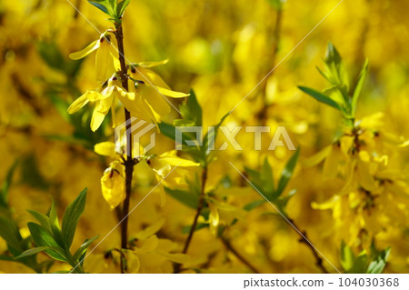 春天的花朵，連翹，發芽 104030368