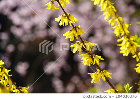 Spring flowers, forsythia, peach background 104030370