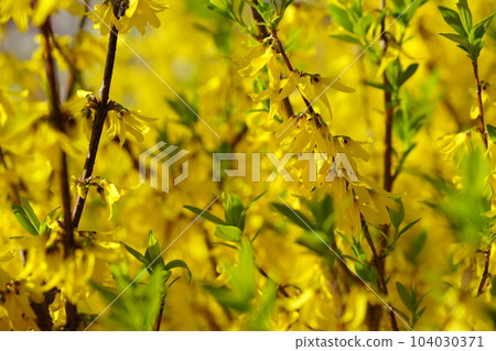 Spring flowers, forsythia, sprouting 104030371