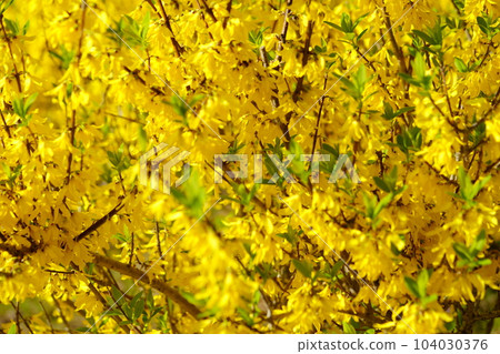 Spring flowers, forsythia, sprouting 104030376