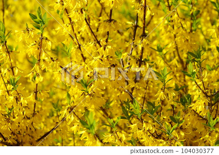 Spring flowers, forsythia, sprouting 104030377