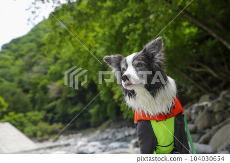 A border collie with lots of trees and a rash guard A border collie with lots of trees and a rash guard 104030654