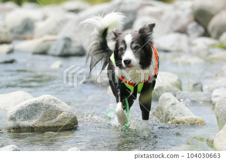 A border collie wearing a life jacket enjoying a swim in the river 104030663