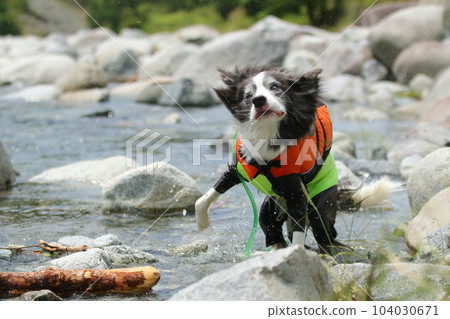 邊境牧羊犬甩掉身上的水 104030671