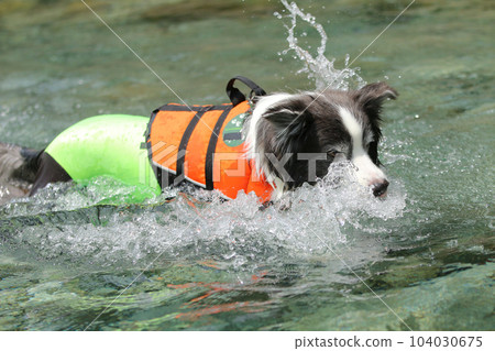 border collie swimming while splashing 104030675