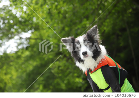 A border collie with lush greenery and a life jacket 104030676