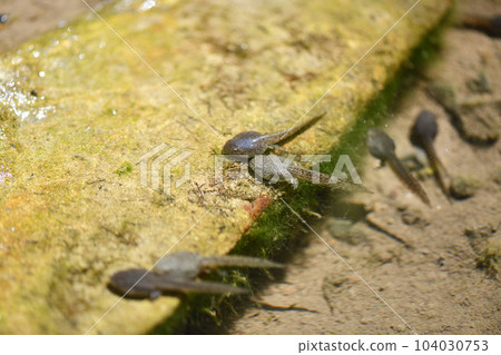 老塘蝌蚪 老塘蝌蚪 104030753