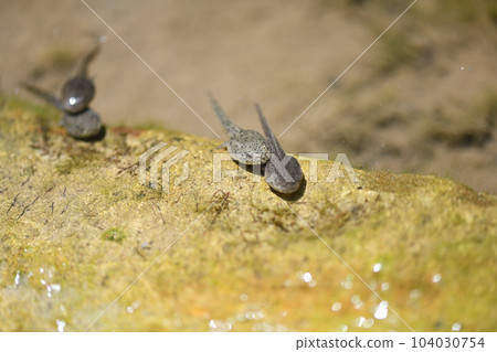 老塘蝌蚪 104030754