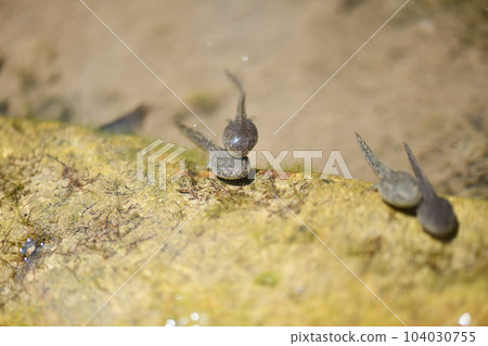 老塘蝌蚪 老塘蝌蚪 104030755