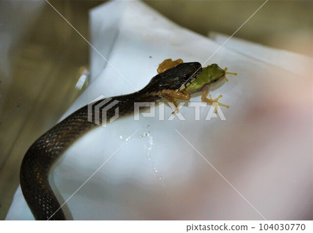 Hibakari with a frog in its mouth 104030770