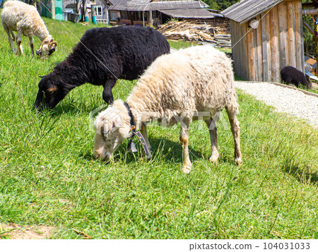 Fluffy sheep with bell on neck graze in carpathian mountains on a sunny day 104031033