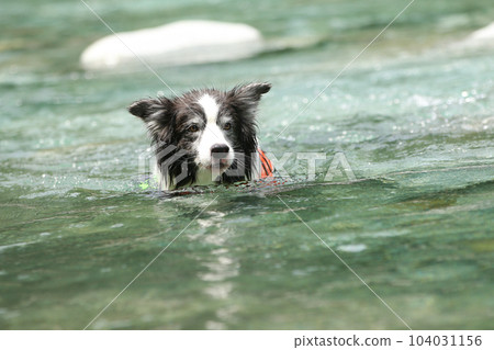 Border collie swimming comfortably in the river Border collie swimming comfortably in the river 104031156