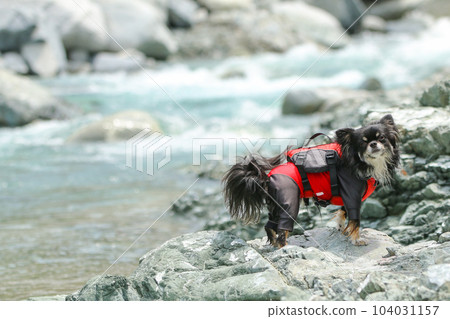 black chihuahua with river and rash guard 104031157