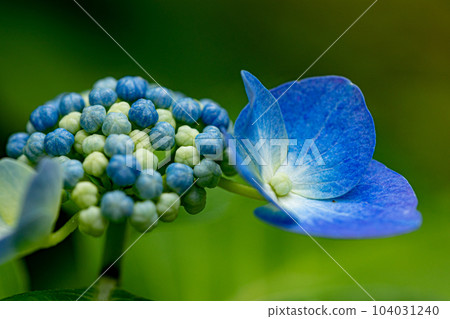 2023_繡球花⑨ 104031240