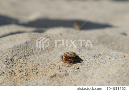 Small hermit crab in Okinawa Small hermit crab in Okinawa 104031362