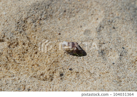 Small hermit crab in Okinawa 104031364