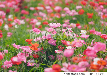 Poppy 2484 104031398