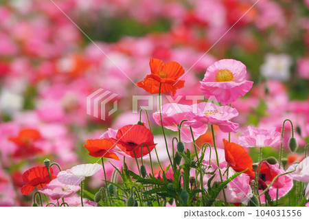 Poppy 2476 Poppy 2476 104031556