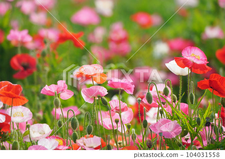 Poppy 2479 Poppy 2479 104031558