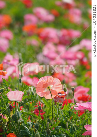 Poppy 2454 Poppy 2454 104031823