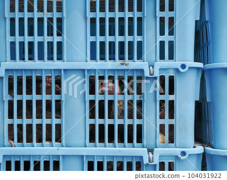 cage chicken 104031922