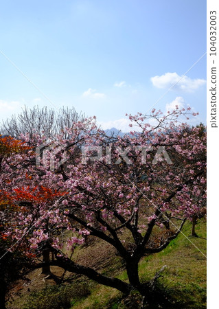Kawazu cherry blossoms and the mountains of Kita Tanzawa [Tsukui, Sagamihara City, March] 104032003