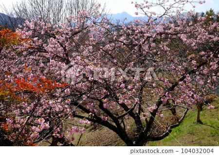 Kawazu cherry blossoms and the mountains of Kita Tanzawa [Tsukui, Sagamihara City, March] 104032004