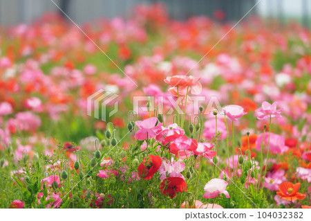 罌粟2328 罌粟2328 104032382