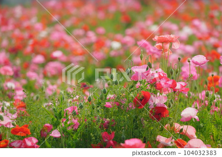 罌粟2329 104032383