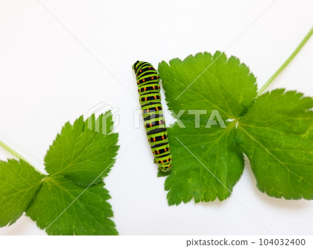 燕尾蝶 燕尾蝶 燕尾蝶 蝴蝶幼蟲 104032400