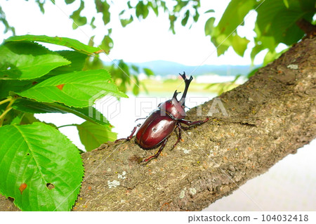 甲蟲暑假孩子 104032418