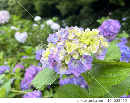 Glossy hydrangea close-up 104032433