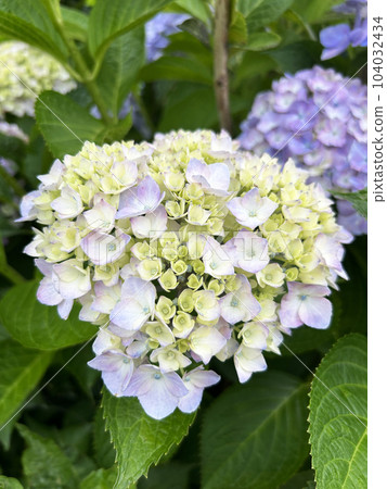 Glossy hydrangea close-up 104032434