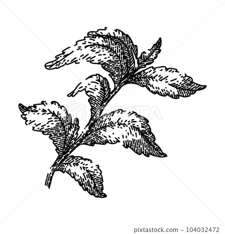 stevia leaf green sketch hand drawn vector stevia leaf green sketch hand drawn vector 104032472