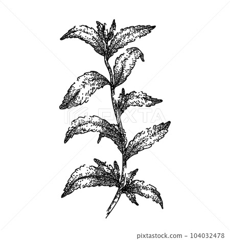 stevia plant leaf sketch hand drawn vector stevia plant leaf sketch hand drawn vector 104032478