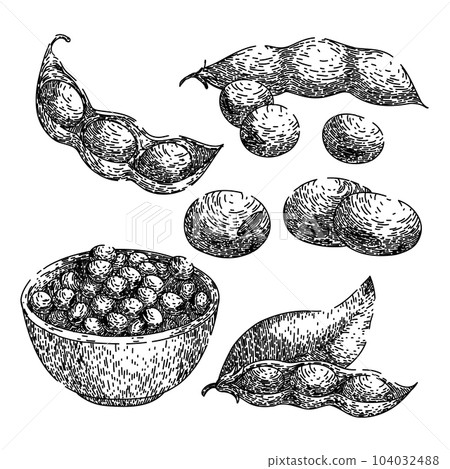 soya bean food set sketch hand drawn vector soya bean food set sketch hand drawn vector 104032488