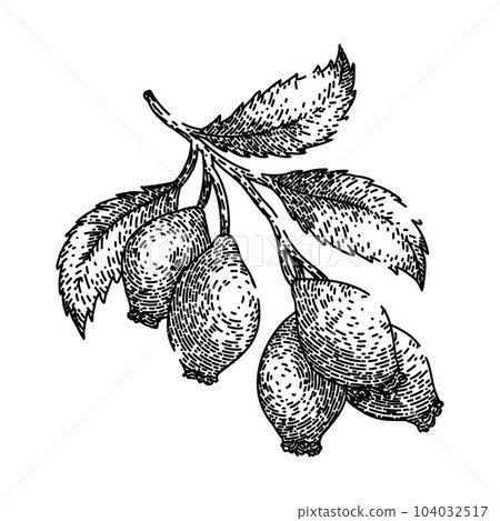 rosehip plant leaf sketch hand drawn vector 104032517