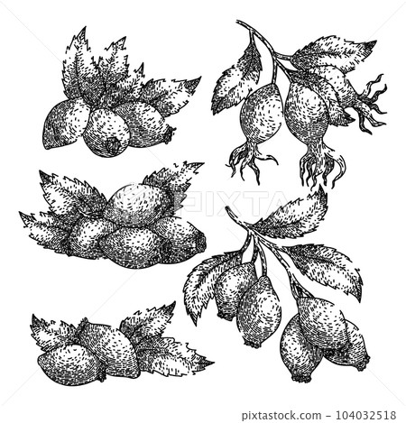 rosehip plant leaf set sketch hand drawn vector rosehip plant leaf set sketch hand drawn vector 104032518