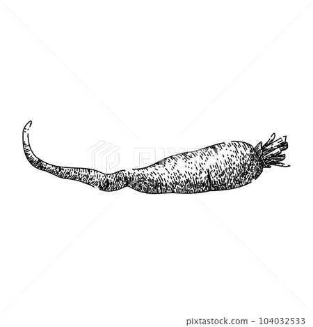 parsnip root nutrition sketch hand drawn vector 104032533