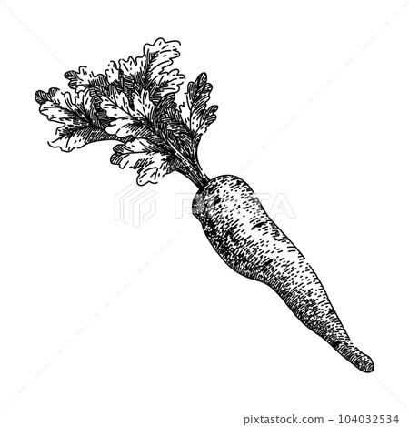 parsnip root natural sketch hand drawn vector 104032534