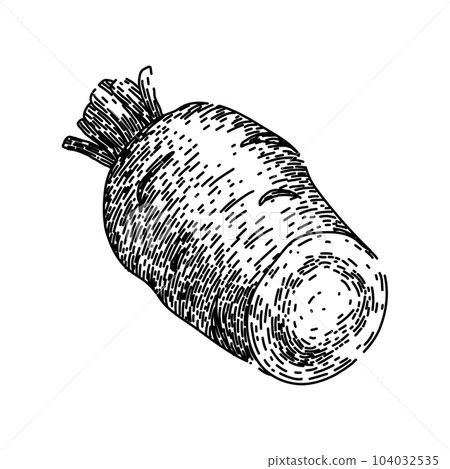 parsnip root fresh sketch hand drawn vector 104032535