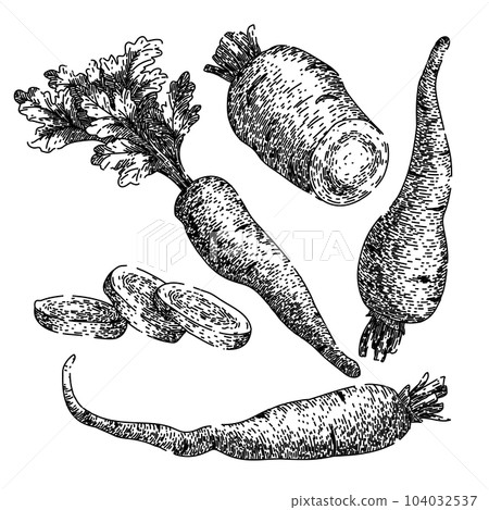 parsnip white root set sketch hand drawn vector 104032537